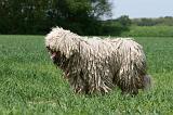 KOMONDOR 033